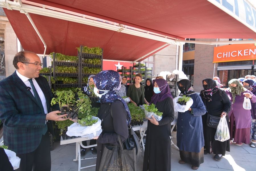 Ata tohumlarından üretilen fidanlar ücretsiz dağıtıldı